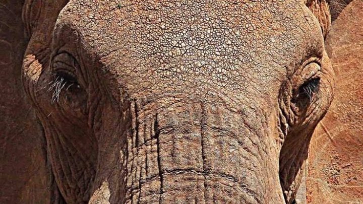 Elephant Haven, un sanctuaire pour éléphants en France