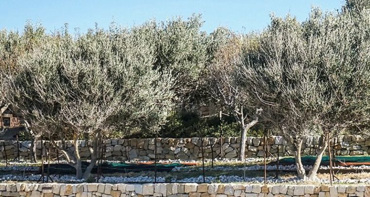 Jardiner avec la sécheresse en Méditerranée