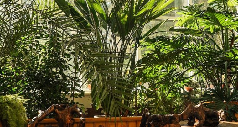 Grande Vente de Plantes pour tous à Marseille