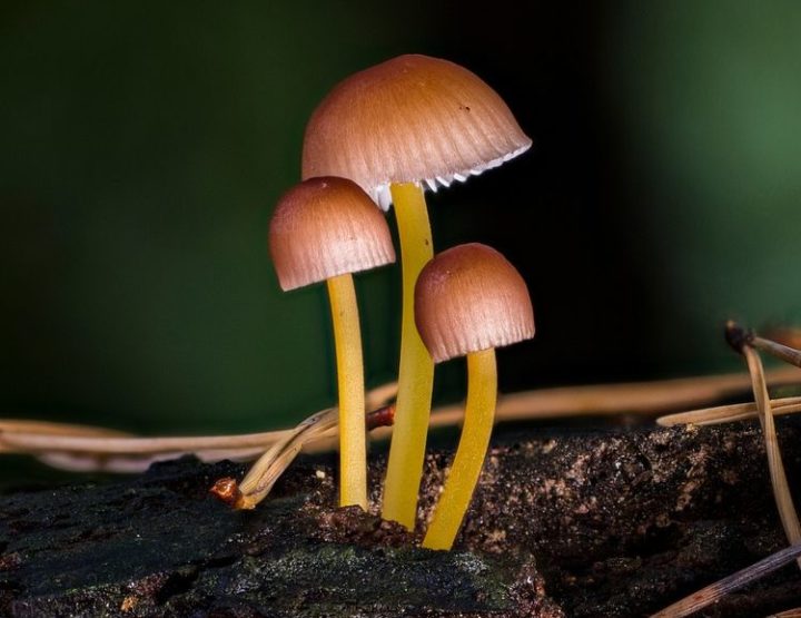 Le génie méconnu (et discret) des champignons