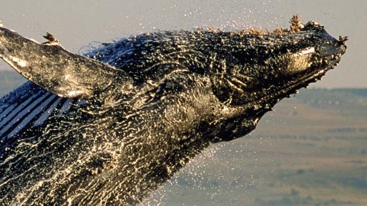 Les baleines, gardiennes du climat