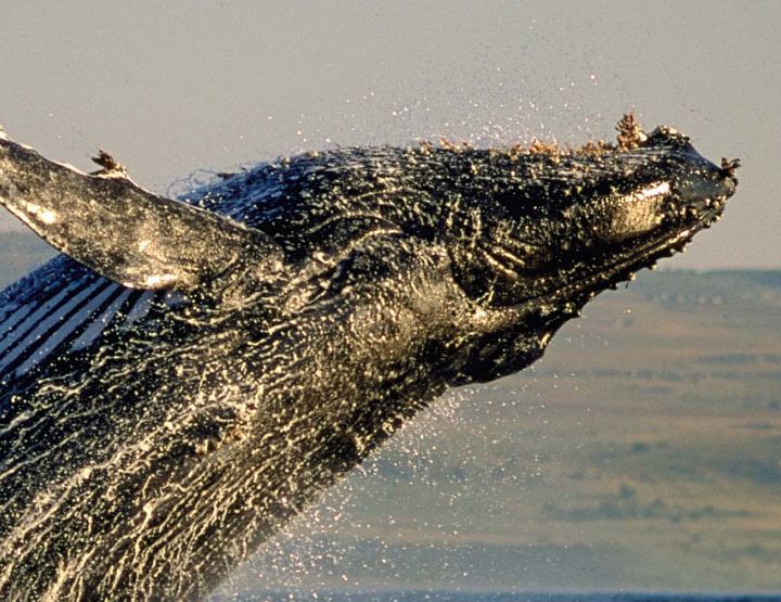 Les baleines, gardiennes du climat