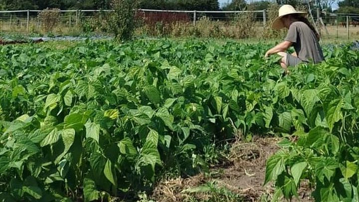 Qu'est-ce que l'agriculture régénératrice ?