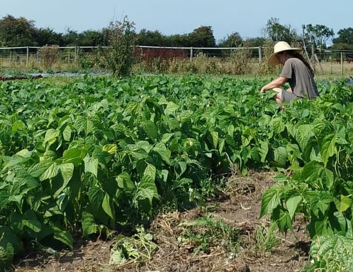 Qu'est-ce que l'agriculture régénératrice ?