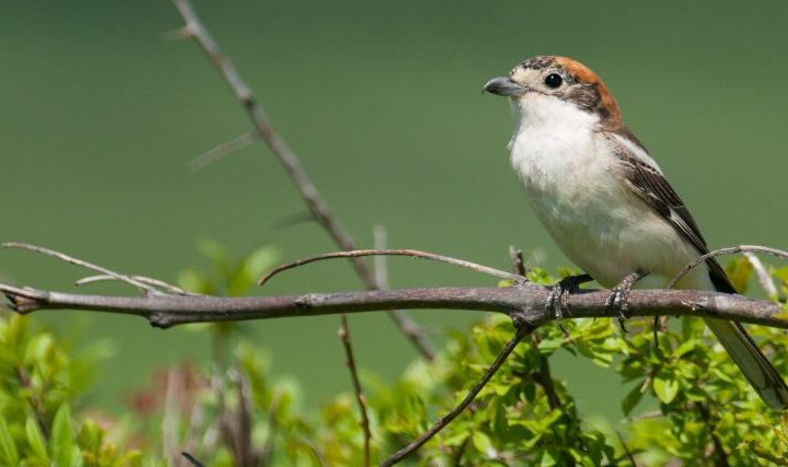 Compter les oiseaux des jardins avec LPO