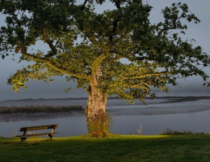 L'Arbre de l'Année 2024